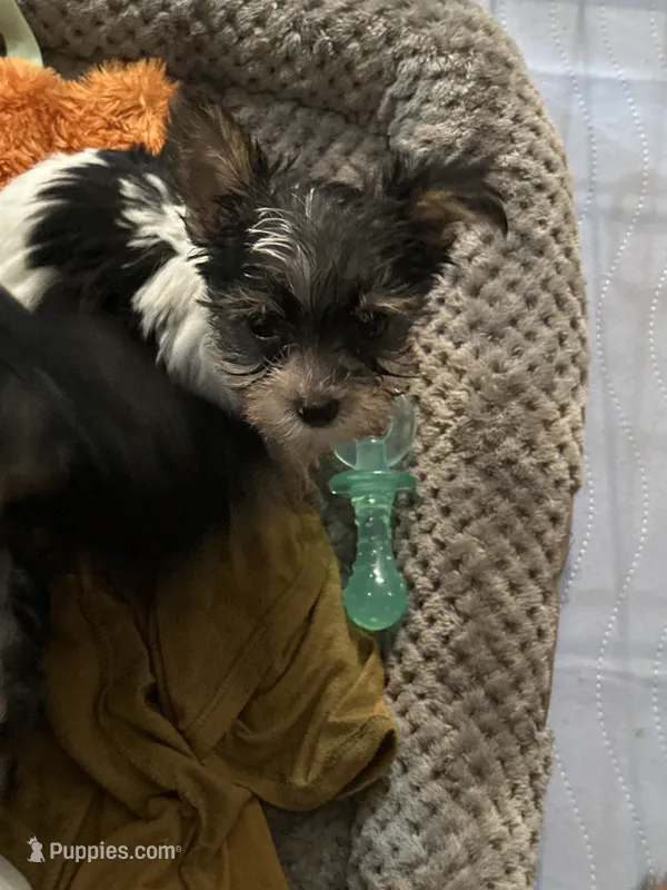 Arrow – Yorkshire Terrier puppy for sale in Rapidan, VA