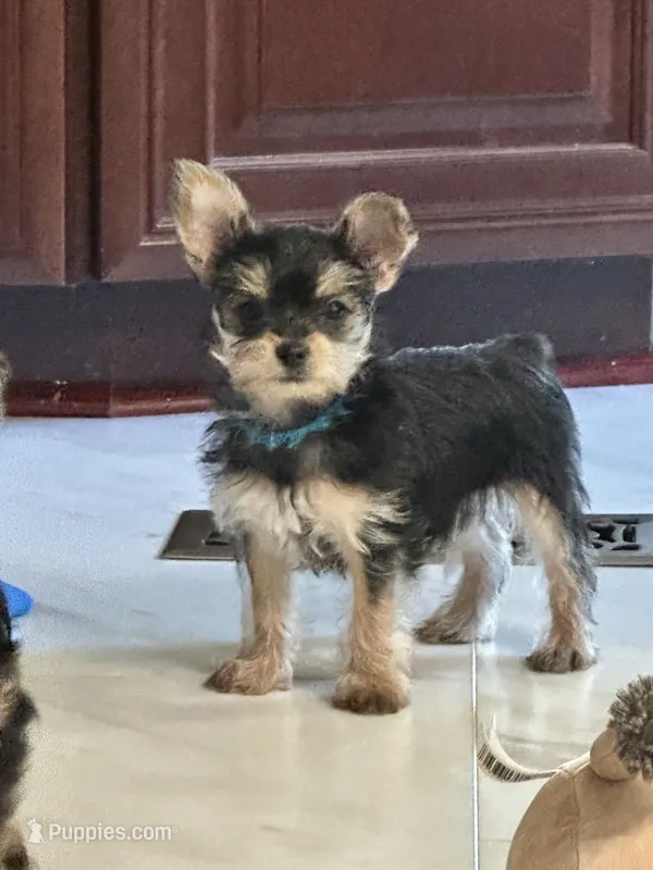 Shadow – Yorkshire Terrier puppy for sale in Rapidan, VA