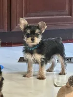 Shadow, a male Yorkshire Terrier for sale in Rapidan, VA – 1 of 4
