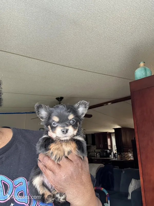 Lily  – Chorkie puppy for sale in Rapidan, VA