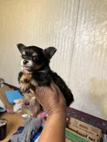 Lily , a female Chorkie for sale in Rapidan, VA – Photo 2 of 2