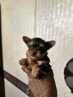 Cosmo, a female Yorkshire Terrier for sale in Rapidan, VA – 2 of 3
