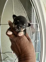 Buster, a male Chihuahua for sale in Rapidan, VA – 2 of 2