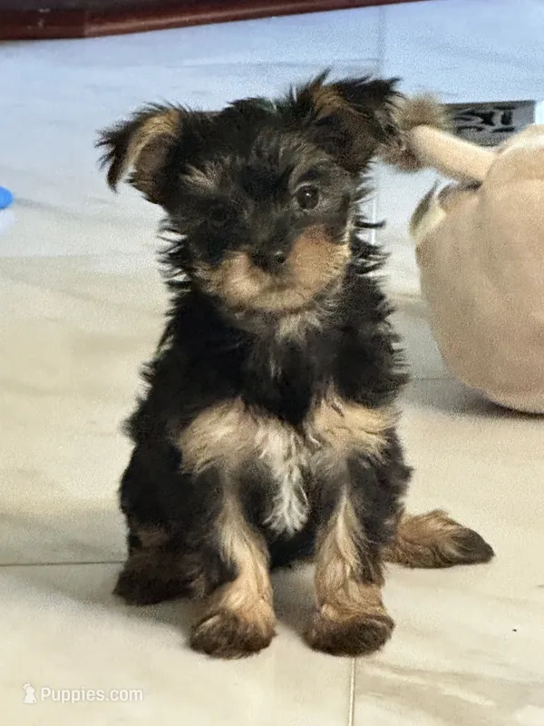 Mia – Yorkshire Terrier puppy for sale in Rapidan, VA