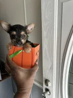 Prince, a male Yorkshire Terrier for sale in Rapidan, VA – 2 of 2