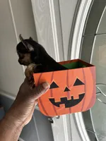 Prince, a male Yorkshire Terrier for sale in Rapidan, VA – 1 of 2