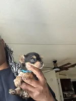 Shadow, a male Yorkshire Terrier for sale in Rapidan, VA – 3 of 3