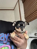 Lucy , a female Chorkie for sale in Rapidan, VA – Photo 2 of 2