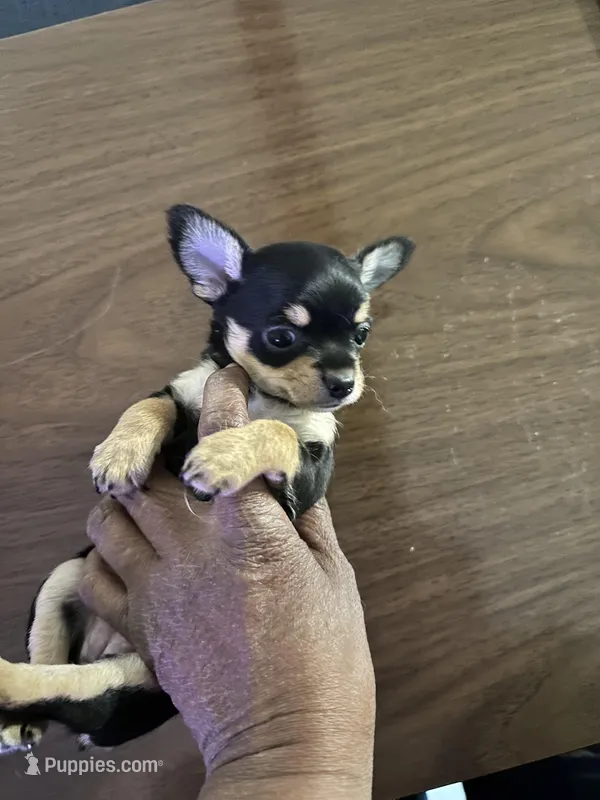 Lucy  – Chorkie puppy for sale in Rapidan, VA