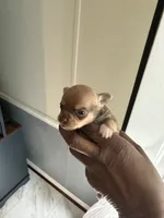 Layla, a male Chihuahua for sale in Rapidan, VA – 2 of 2