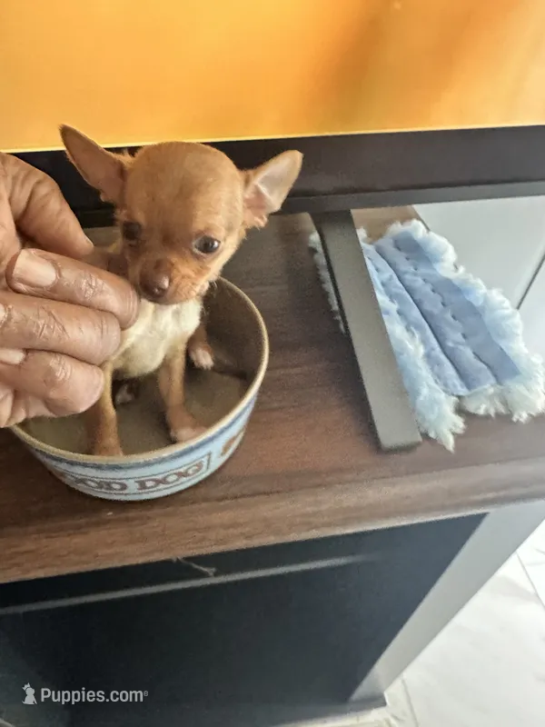 Layla – Chihuahua puppy for sale in Rapidan, VA