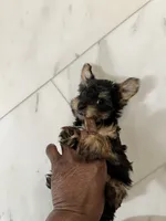 Mia, a female Yorkshire Terrier for sale in Rapidan, VA – 2 of 2