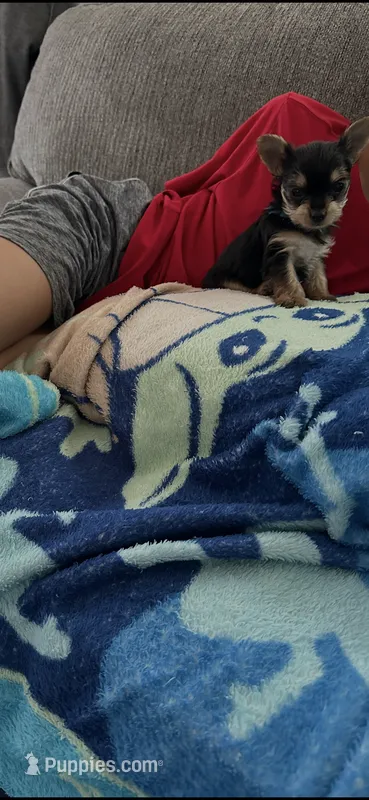 Shadow – Yorkshire Terrier puppy for sale in Rapidan, VA
