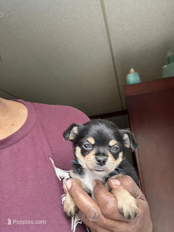 Loki – Chorkie puppy for sale in Rapidan, VA