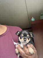 Loki, a male Chorkie for sale in Rapidan, VA – Photo 1 of 2