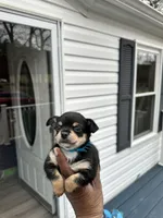 Loki, a male Chorkie for sale in Rapidan, VA – Photo 2 of 2