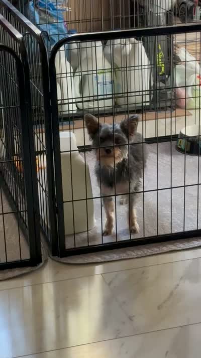 Mia, a female Yorkshire Terrier for sale in Rapidan, VA – 3 of 3