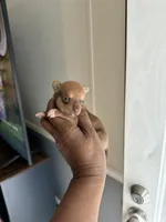 Layla, a male Chihuahua for sale in Rapidan, VA – 1 of 2
