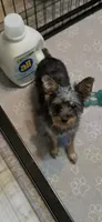 Mia, a female Yorkshire Terrier for sale in Rapidan, VA – 2 of 3