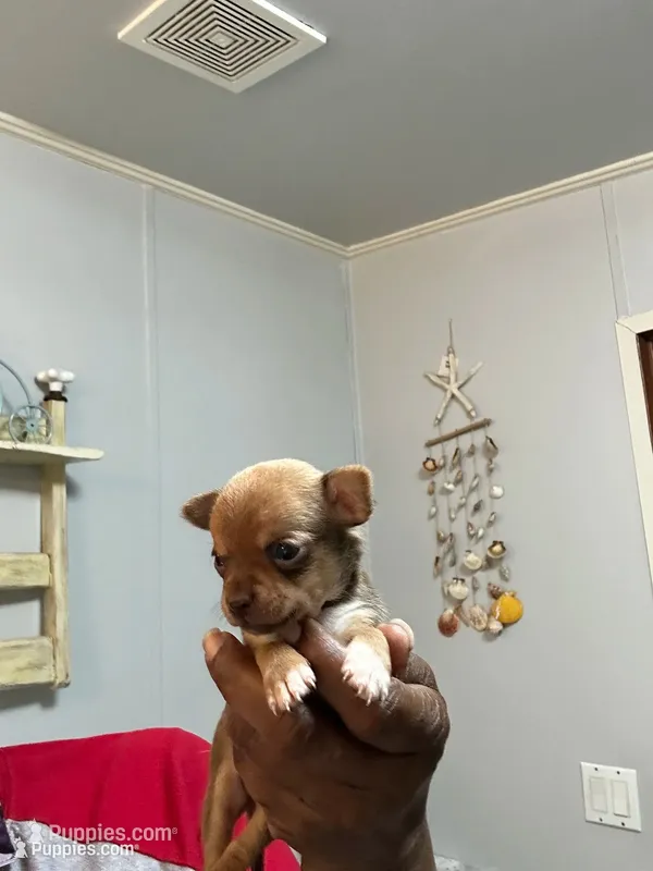 Layla – Chihuahua puppy for sale in Rapidan, VA