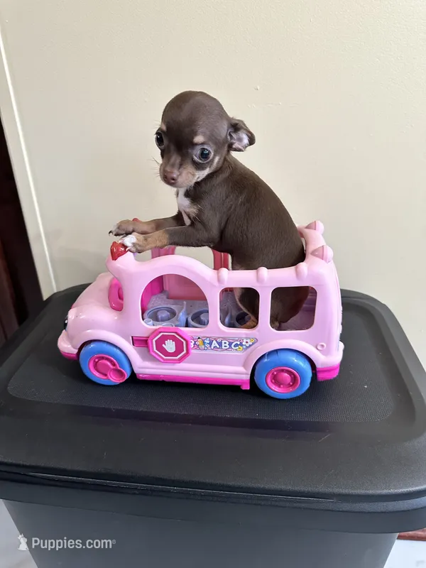 Reesi’ – Chihuahua puppy for sale in Rapidan, VA