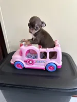 Reesi’, a female Chihuahua for sale in Rapidan, VA – 1 of 2