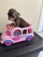 Reesi’, a female Chihuahua for sale in Rapidan, VA – 2 of 2