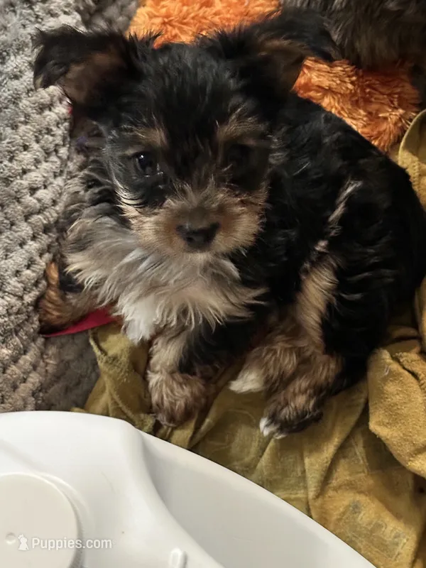 Jersi – Yorkshire Terrier puppy for sale in Rapidan, VA