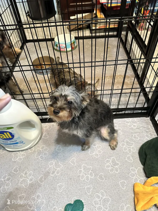 Mia – Yorkshire Terrier puppy for sale in Rapidan, VA