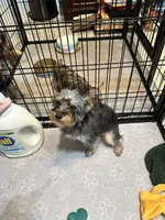 Mia, a female Yorkshire Terrier for sale in Rapidan, VA – 1 of 3
