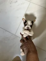 Buster, a male Yorkshire Terrier for sale in Rapidan, VA – Photo 3 of 3