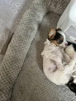 Buster, a male Yorkshire Terrier for sale in Rapidan, VA – Photo 1 of 3