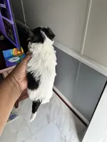 Buster, a male Yorkshire Terrier for sale in Rapidan, VA – Photo 2 of 3