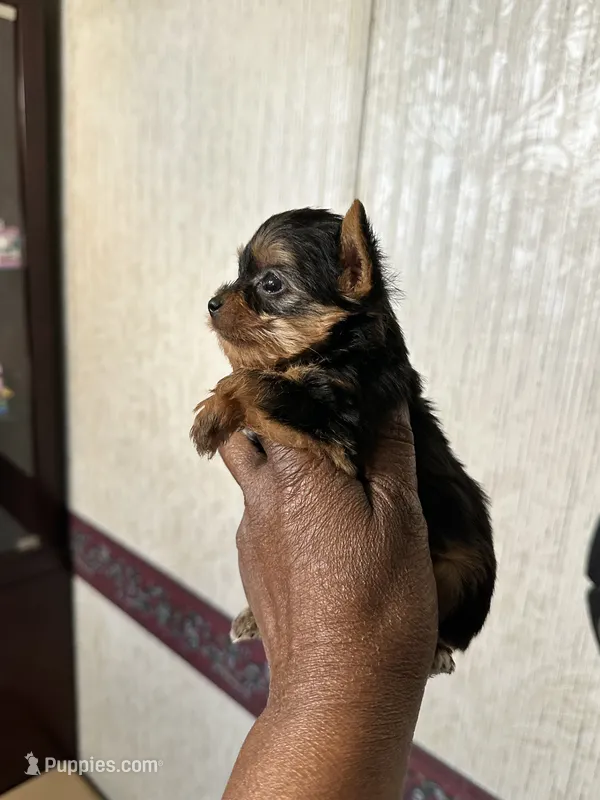 Cosmo – Yorkshire Terrier puppy for sale in Rapidan, VA