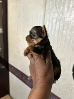 Cosmo, a female Yorkshire Terrier for sale in Rapidan, VA – 1 of 3