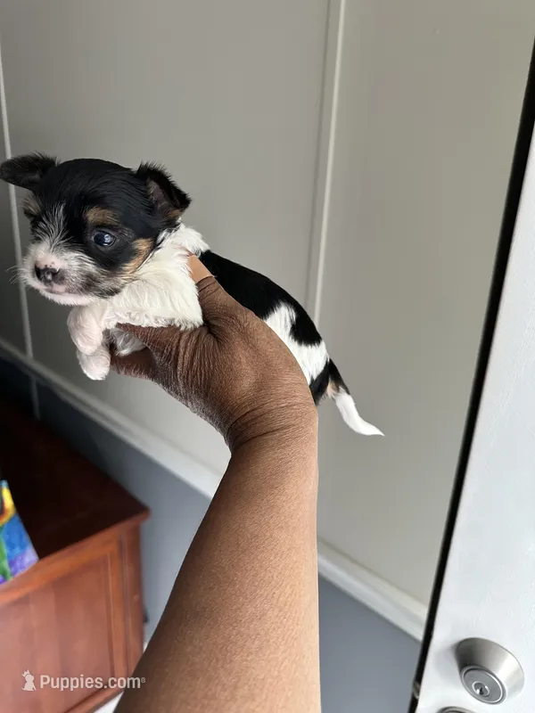 Buddy, a male Yorkshire Terrier for sale in Rapidan, VA – Photo 1 of 3