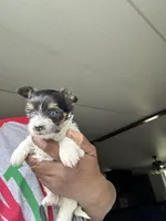 Buddy, a male Yorkshire Terrier for sale in Rapidan, VA – Photo 2 of 3