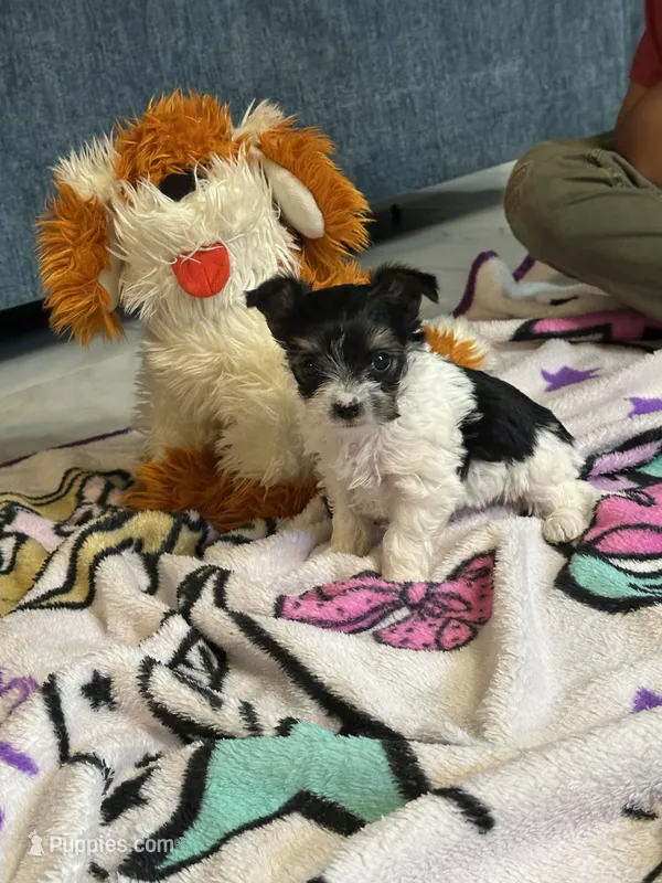 Buddy – Yorkshire Terrier puppy for sale in Rapidan, VA