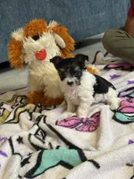 Buddy, a male Yorkshire Terrier for sale in Rapidan, VA – 2 of 4