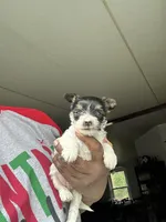 Buddy, a male Yorkshire Terrier for sale in Rapidan, VA – Photo 3 of 3