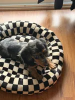 Luna, a female Miniature Dachshund for sale in Beaumont, CA – 1 of 2