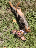 Luna, a female Miniature Dachshund for sale in Beaumont, CA – 2 of 2