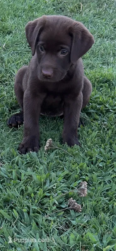 Baylor – Labrador Retriever puppy for sale in Marietta, OK