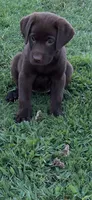 Baylor, a female Labrador Retriever for sale in Marietta, OK – 1 of 1