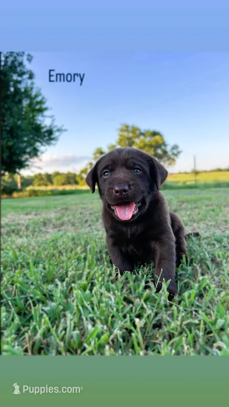 Emory – Labrador Retriever puppy for sale in Marietta, OK