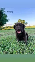 Emory, a female Labrador Retriever for sale in Marietta, OK – 1 of 1