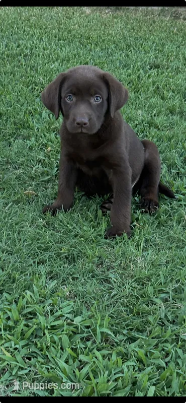 Archie  – Labrador Retriever puppy for sale in Marietta, OK
