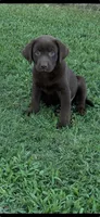 Archie , a male Labrador Retriever for sale in Marietta, OK – 1 of 1