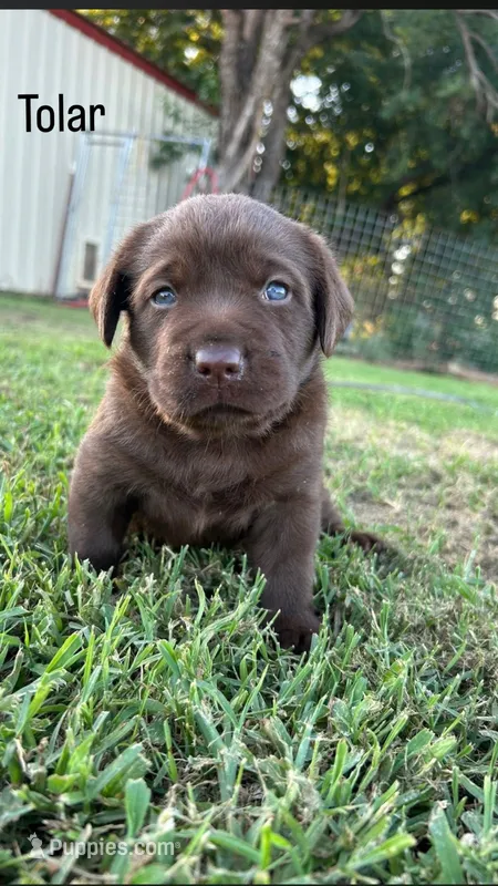 Tolar – Labrador Retriever puppy for sale in Marietta, OK