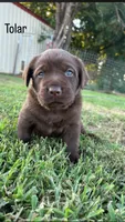 Tolar, a female Labrador Retriever for sale in Marietta, OK – 1 of 1